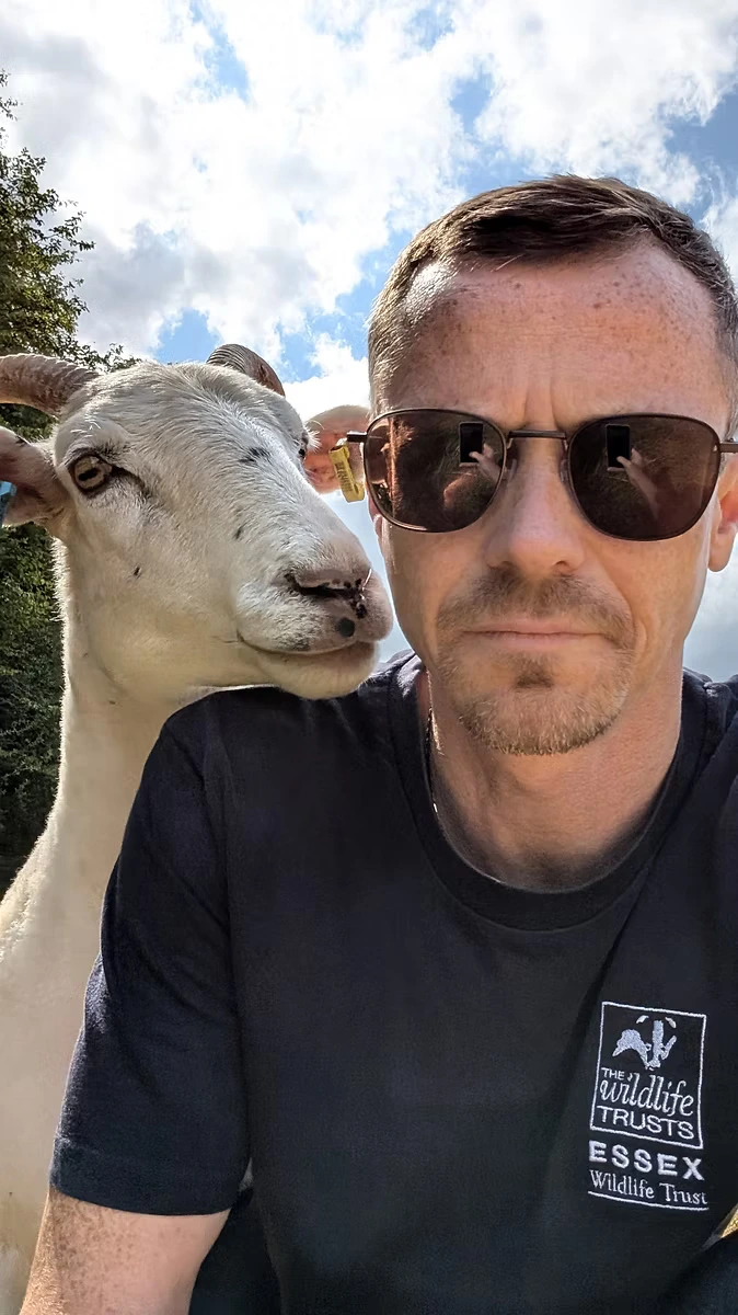 Darren Veitch, Essex ecologist, with sheep during conservation grazing management