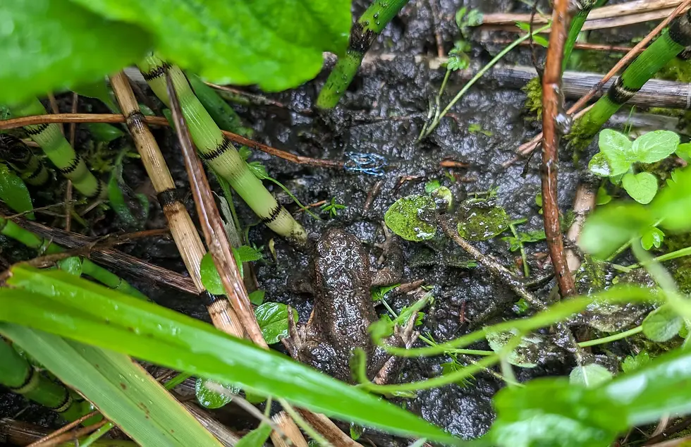 Young common toad (toadlet) in a shallow wildlife pond surrounded by native planting, part of wildlife garden design in Essex.