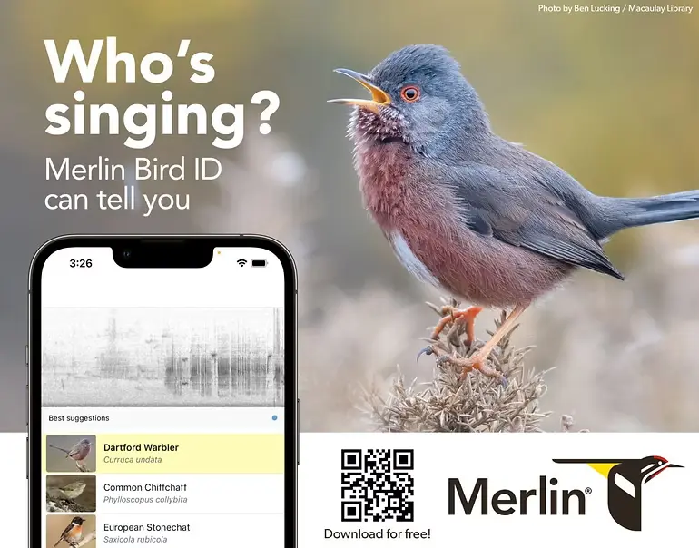 Merlin Bird ID app shown on a smartphone identifying birds, featured in this guide to the best wildlife apps UK nature enthusiasts use.