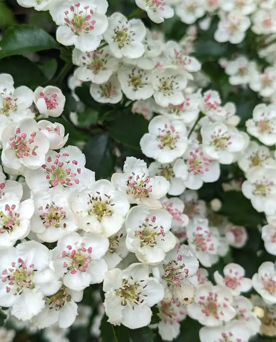 native wildflower meadow in summer