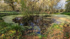 Wildlife pond at Crowsheath Wood with gently shelving margins and surrounding woodland habitat.