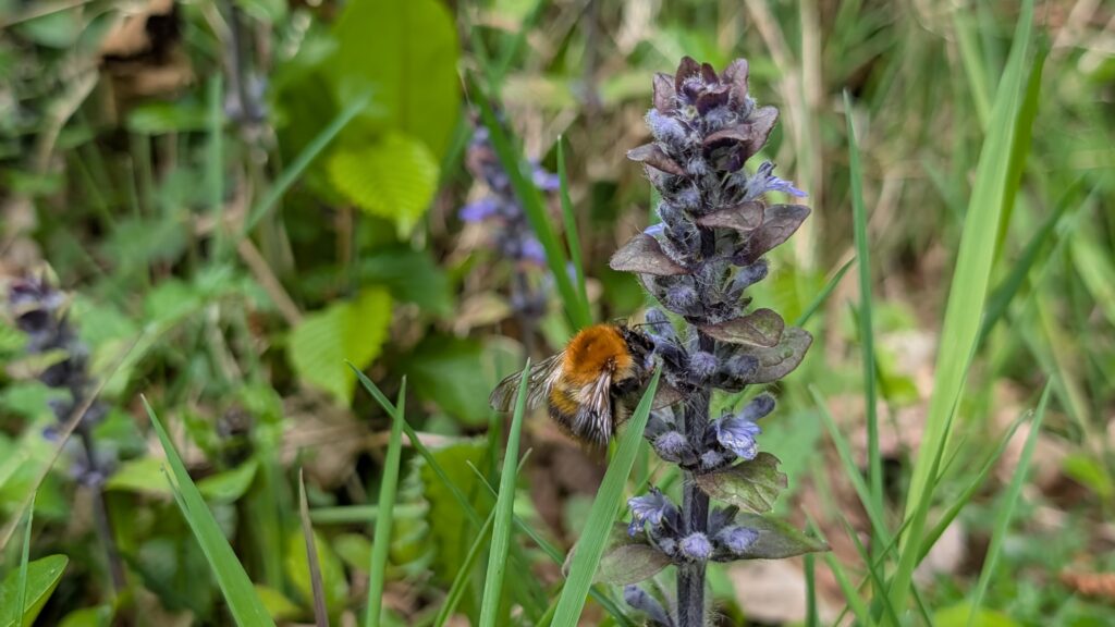Common carder bee (Bombus pascuorum) feeding on bugle (Ajuga reptans) in a UK wildlife garden