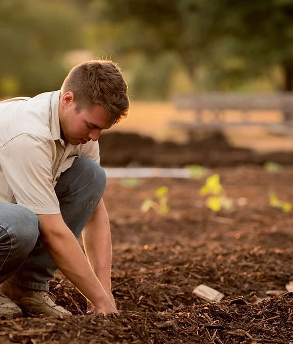 Leave leaf litter in your garden to protect winter wildlife and soil health