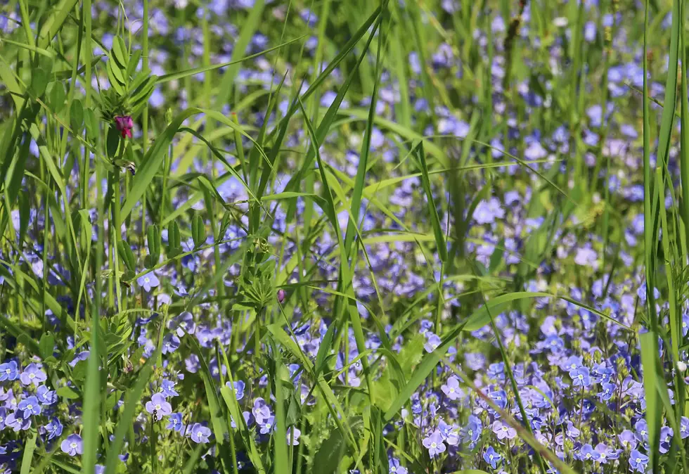 Wildlife garden design in Essex featuring native wildflowers and layered planting structure
