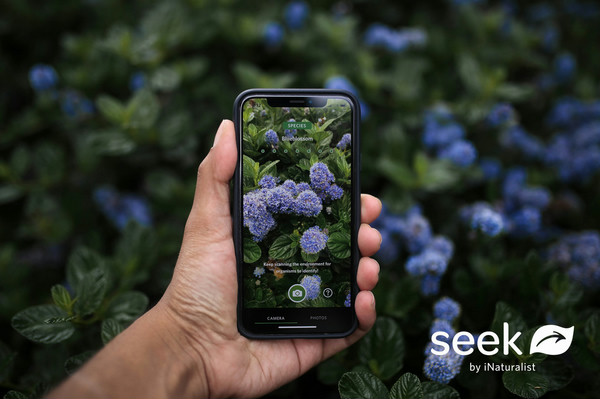 Smartphone displaying the Seek by iNaturalist app identifying blue hydrangea flowers in a garden.