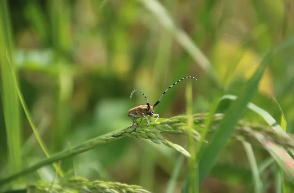Longhorn beetle resting on meadow grass.