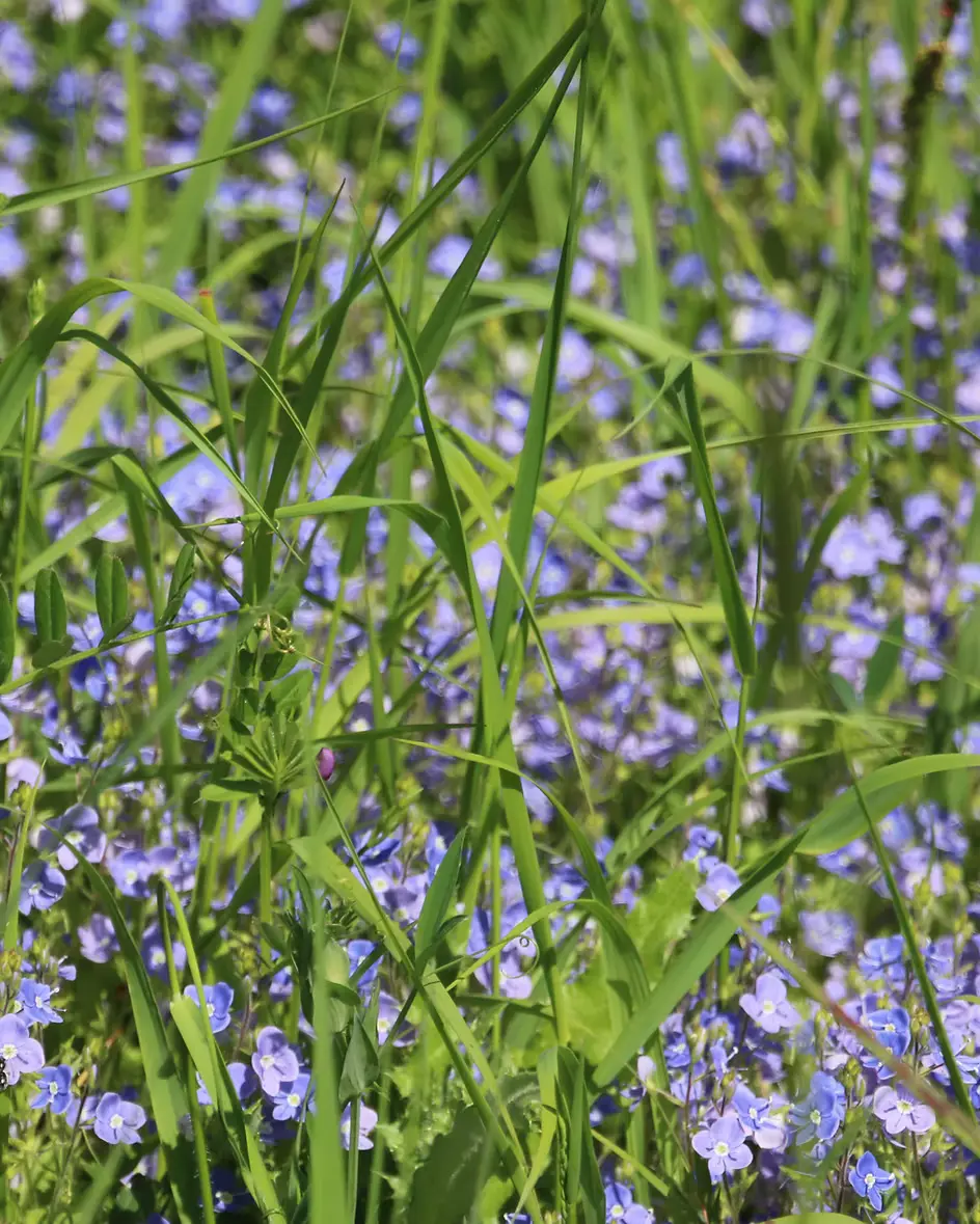 Wildflower meadow with native flowering plants forming wildlife garden habitats in Essex