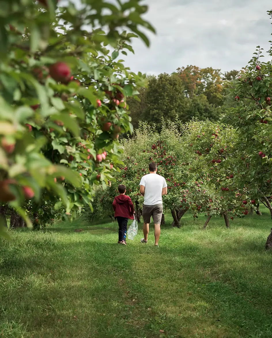 orchard with fruit trees