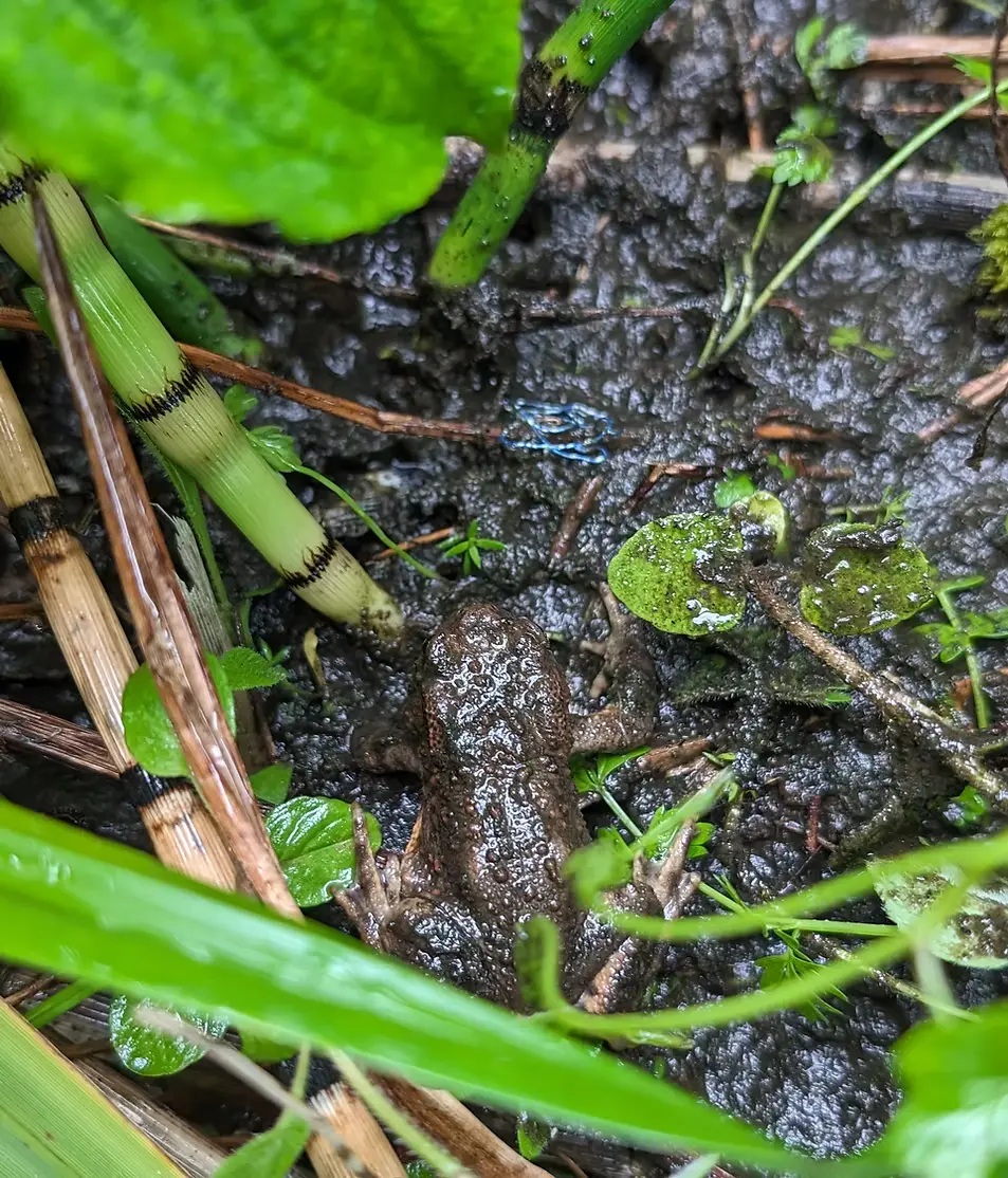 Young common toad (toadlet) in a shallow wildlife pond surrounded by native planting, part of wildlife garden design in Essex.