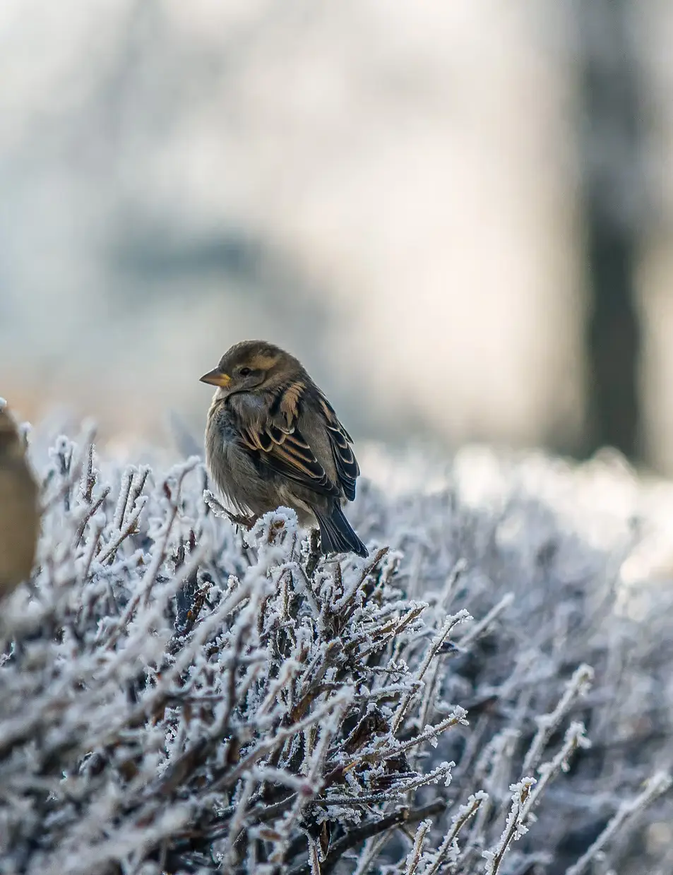 Small bird on winter shelter habitat for garden birds