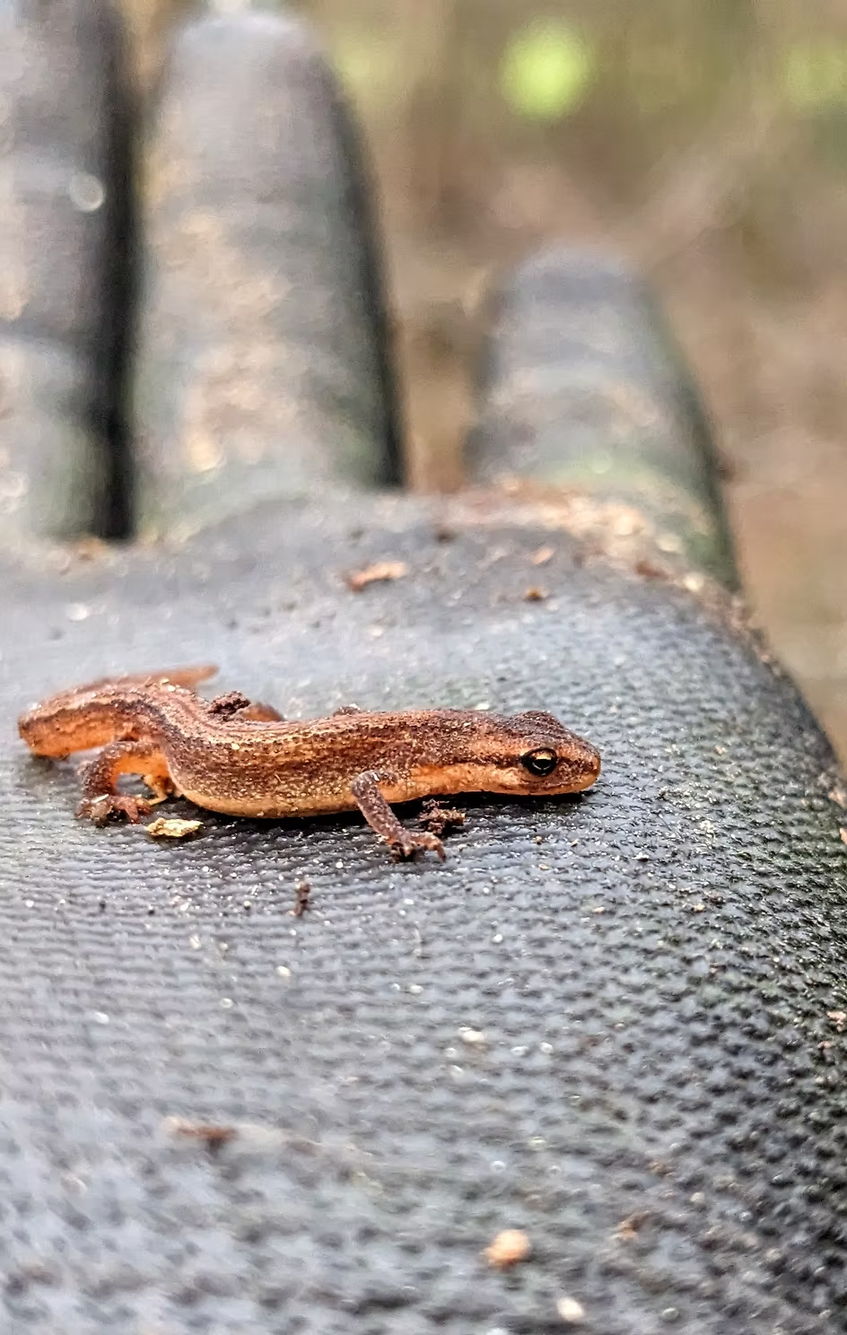 Leave leaf litter in your garden to protect winter wildlife and soil health