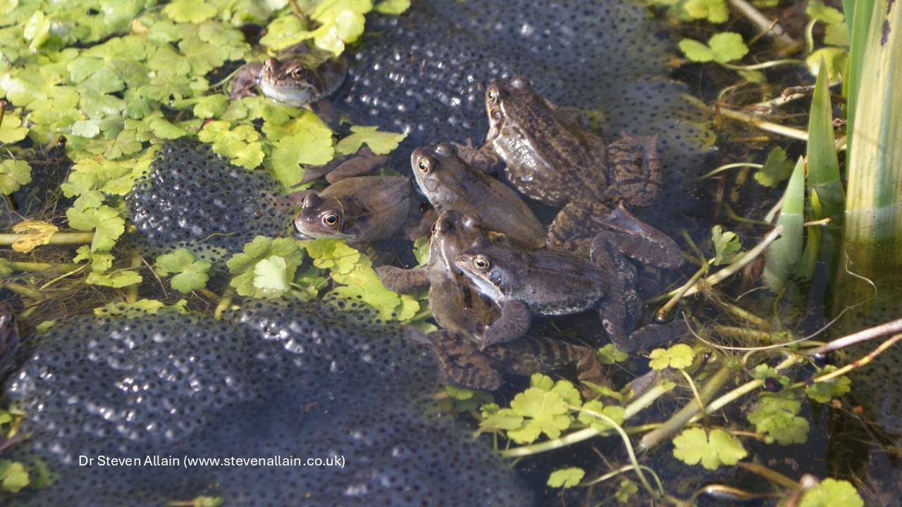 Common frogs (Rana temporaria) spawning in a wildlife pond, surrounded by frogspawn and aquatic plants.