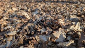 Leaf litter covering woodland ground in winter, creating habitat for wildlife and insulating the soil
