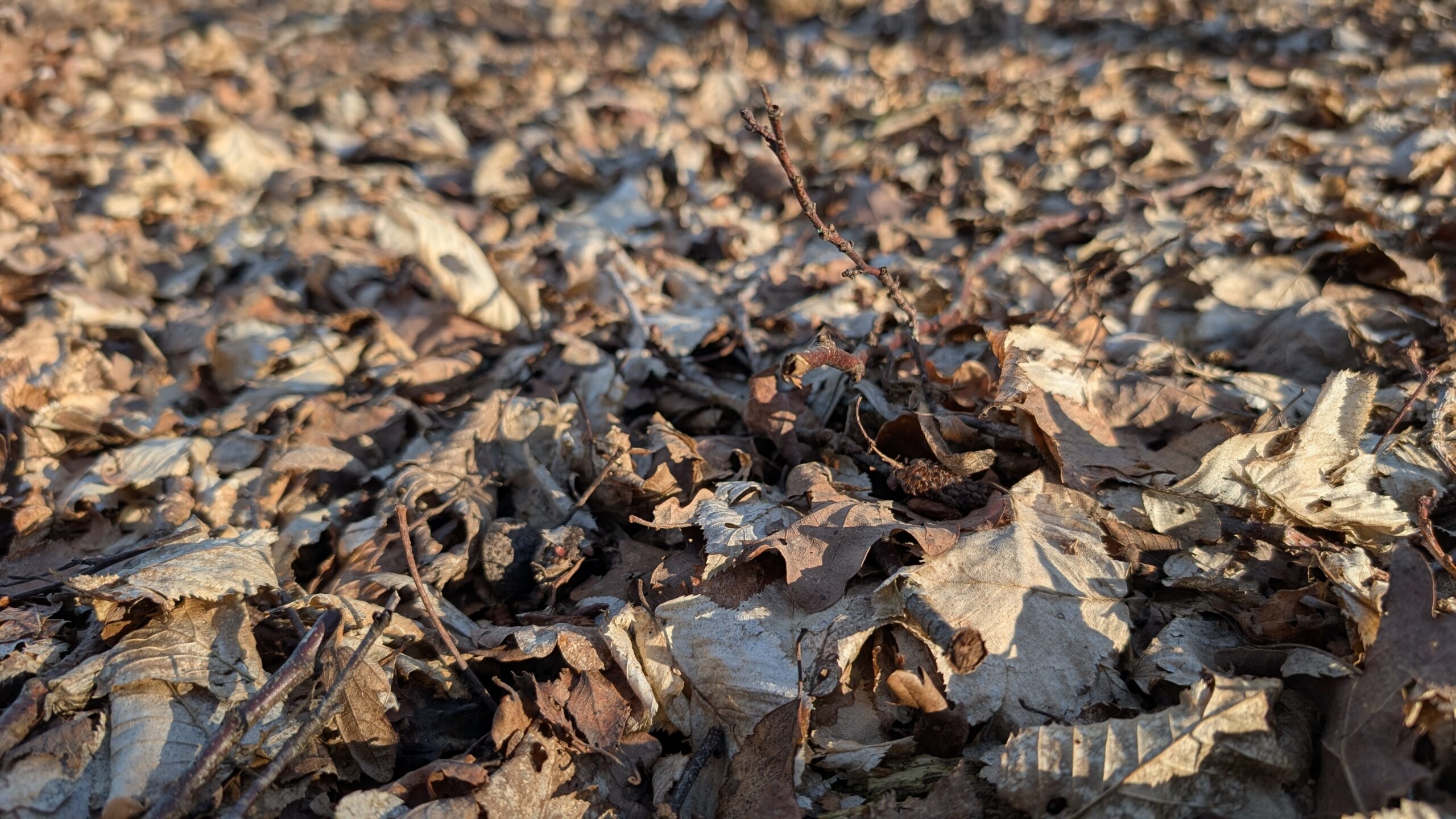 Leaf litter covering woodland ground in winter, creating habitat for wildlife and insulating the soil