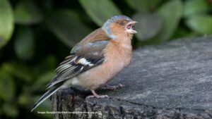 Feeding garden birds safely – chaffinch showing signs of trichomonosis