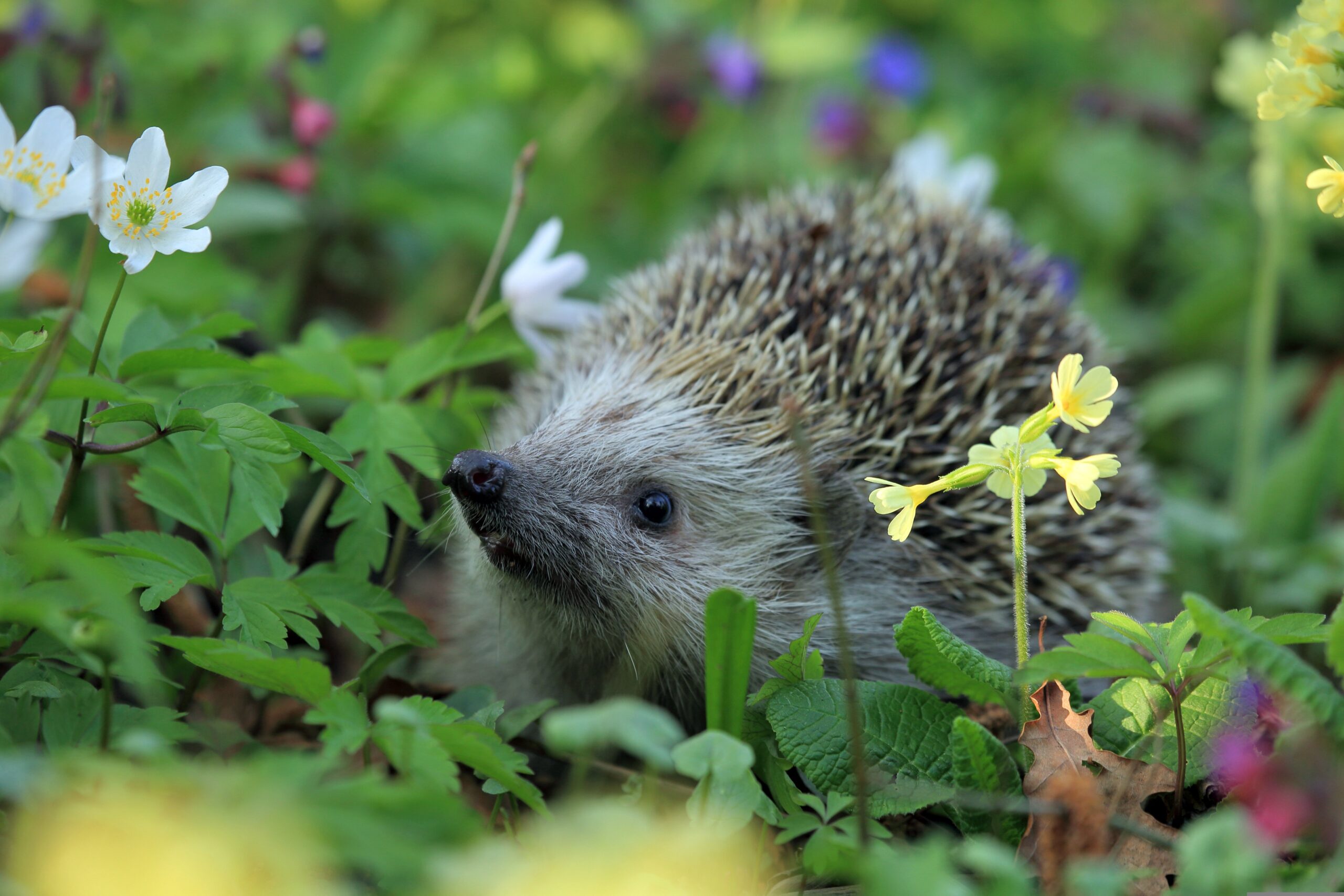Hedgehog foraging among wood anemones and cowslips in a wildflower garden